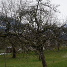 Winterschnittkurs