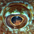 Umzug im Haus des Meeres: Kuhnasenrochen und Drückerfisch