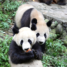 Schönnbrunner Direktorin besucht Panda Fu Long in China 