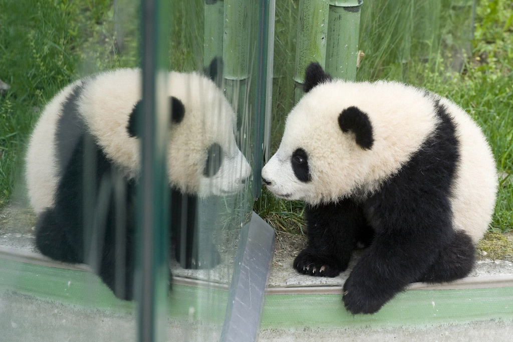 fu long in sch__nbrunn apa.jpg