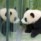 fu long in sch__nbrunn apa.jpg