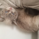 Katzi