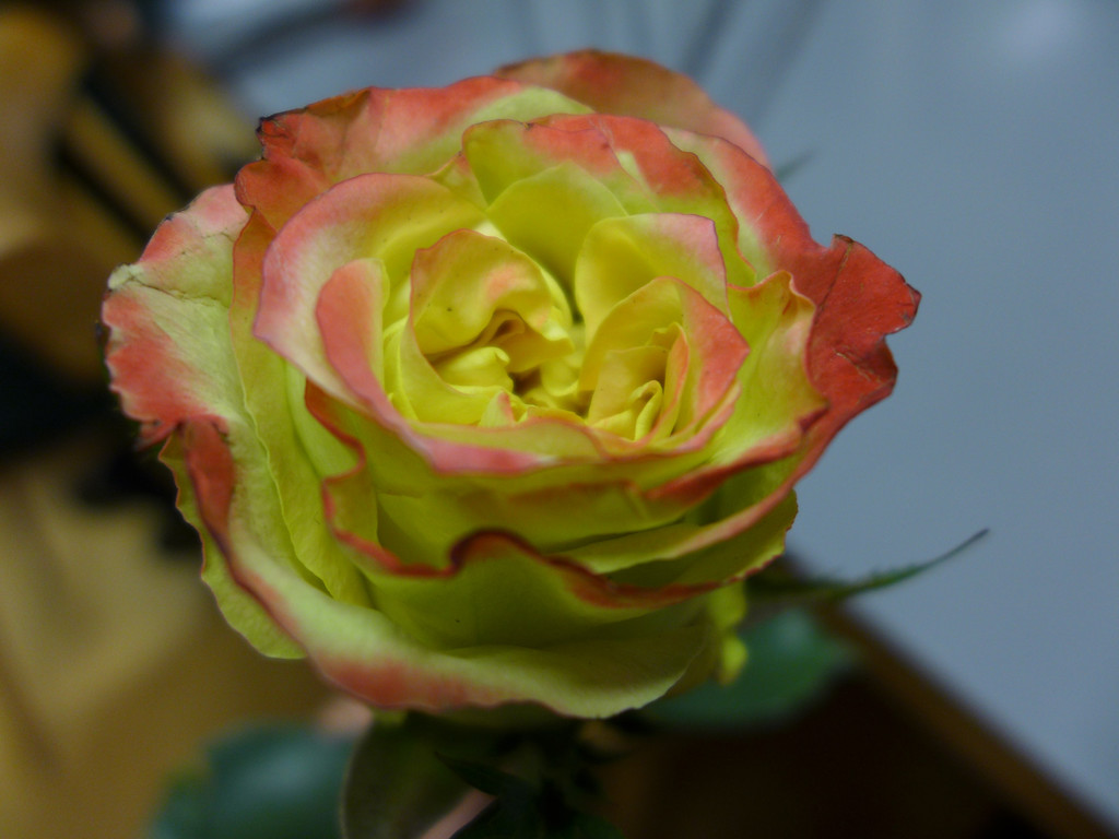 P1090515.JPG