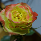 P1090515.JPG