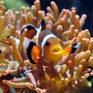 Clownfisch-G__ntherHulla.jpg