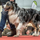 Haustiermesse 2017 - Marxhalle - 26_02_2017 _35 von 203_.jpg