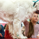 Haustiermesse 2017 - Marxhalle - 26_02_2017 _38 von 203_.jpg