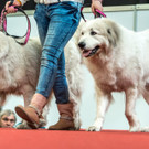 Haustiermesse 2017 - Marxhalle - 26_02_2017 _39 von 203_.jpg