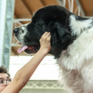 Haustiermesse 2017 - Marxhalle - 26_02_2017 _41 von 203_.jpg