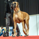 Haustiermesse 2017 - Marxhalle - 26_02_2017 _42 von 203_.jpg