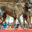 Haustiermesse 2017 - Marxhalle - 26_02_2017 _43 von 203_.jpg