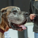 Haustiermesse 2017 - Marxhalle - 26_02_2017 _47 von 203_.jpg