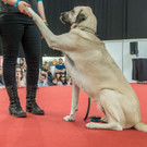 Haustiermesse 2017 - Marxhalle - 26_02_2017 _50 von 203_.jpg
