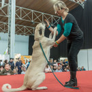 Haustiermesse 2017 - Marxhalle - 26_02_2017 _51 von 203_.jpg