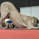 Haustiermesse 2017 - Marxhalle - 26_02_2017 _52 von 203_.jpg