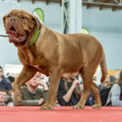 Haustiermesse 2017 - Marxhalle - 26_02_2017 _54 von 203_.jpg