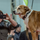 Haustiermesse 2017 - Marxhalle - 26_02_2017 _56 von 203_.jpg