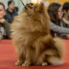 Haustiermesse 2017 - Marxhalle - 26_02_2017 _61 von 203_.jpg