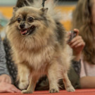 Haustiermesse 2017 - Marxhalle - 26_02_2017 _63 von 203_.jpg