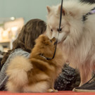 Haustiermesse 2017 - Marxhalle - 26_02_2017 _64 von 203_.jpg