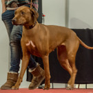 Haustiermesse 2017 - Marxhalle - 26_02_2017 _68 von 203_.jpg
