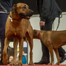 Haustiermesse 2017 - Marxhalle - 26_02_2017 _69 von 203_.jpg