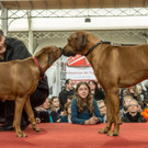 Haustiermesse 2017 - Marxhalle - 26_02_2017 _70 von 203_.jpg