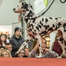 Haustiermesse 2017 - Marxhalle - 26_02_2017 _72 von 203_.jpg
