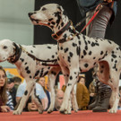 Haustiermesse 2017 - Marxhalle - 26_02_2017 _73 von 203_.jpg