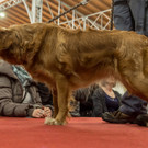 Haustiermesse 2017 - Marxhalle - 26_02_2017 _76 von 203_.jpg