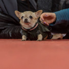 Haustiermesse 2017 - Marxhalle - 26_02_2017 _78 von 203_.jpg