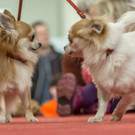 Haustiermesse 2017 - Marxhalle - 26_02_2017 _80 von 203_.jpg