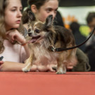 Haustiermesse 2017 - Marxhalle - 26_02_2017 _81 von 203_.jpg