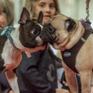 Haustiermesse 2017 - Marxhalle - 26_02_2017 _84 von 203_.jpg