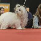 Haustiermesse 2017 - Marxhalle - 26_02_2017 _89 von 203_.jpg