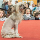 Haustiermesse 2017 - Marxhalle - 26_02_2017 _94 von 203_.jpg