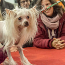 Haustiermesse 2017 - Marxhalle - 26_02_2017 _96 von 203_.jpg