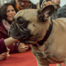 Haustiermesse 2017 - Marxhalle - 26_02_2017 _100 von 203_.jpg