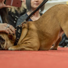 Haustiermesse 2017 - Marxhalle - 26_02_2017 _101 von 203_.jpg
