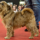 Haustiermesse 2017 - Marxhalle - 26_02_2017 _102 von 203_.jpg