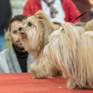 Haustiermesse 2017 - Marxhalle - 26_02_2017 _104 von 203_.jpg