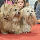 Haustiermesse 2017 - Marxhalle - 26_02_2017 _105 von 203_.jpg