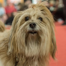 Haustiermesse 2017 - Marxhalle - 26_02_2017 _106 von 203_.jpg