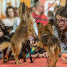 Haustiermesse 2017 - Marxhalle - 26_02_2017 _108 von 203_.jpg