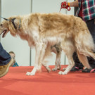 Haustiermesse 2017 - Marxhalle - 26_02_2017 _109 von 203_.jpg