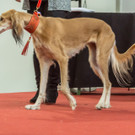 Haustiermesse 2017 - Marxhalle - 26_02_2017 _110 von 203_.jpg