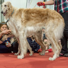 Haustiermesse 2017 - Marxhalle - 26_02_2017 _113 von 203_.jpg