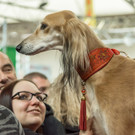 Haustiermesse 2017 - Marxhalle - 26_02_2017 _114 von 203_.jpg