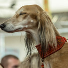 Haustiermesse 2017 - Marxhalle - 26_02_2017 _115 von 203_.jpg