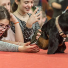 Haustiermesse 2017 - Marxhalle - 26_02_2017 _117 von 203_.jpg